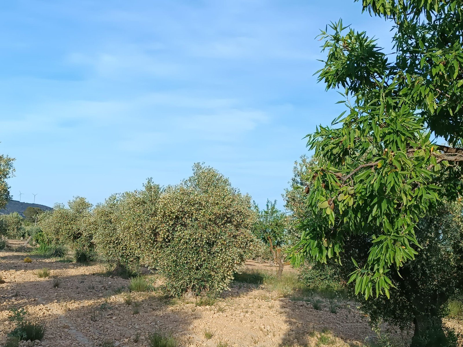 2 Bed 1 Bath Finca in Yecla - Caza De Casa