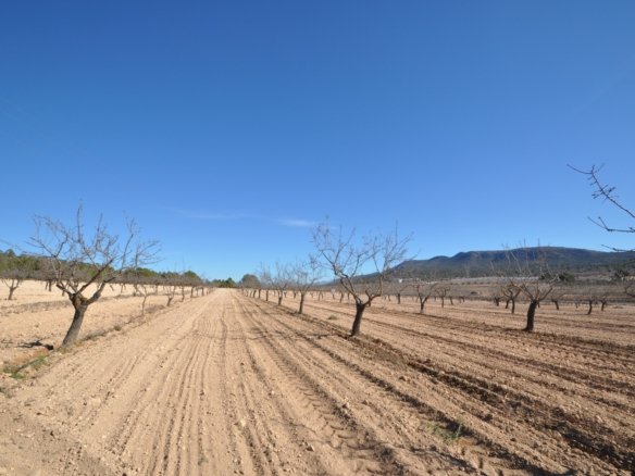 12,836 m² Land in Monóvar/Monóver - Caza De Casa