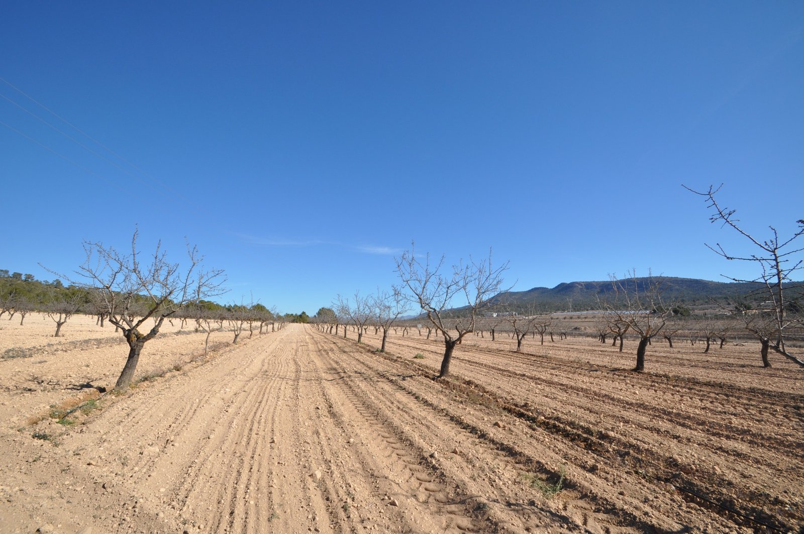 12,836 m² Land in Monóvar/Monóver - Caza De Casa