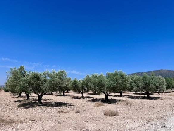 48,000 m² Land in Monóvar/Monóver - Caza De Casa