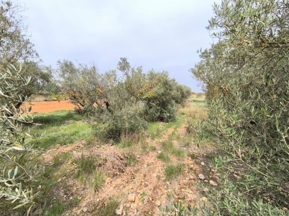 3 Bedroom 1 Bathroom Country House in Yecla - Caza De Casa