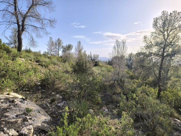 Land in Yecla - Caza De Casa