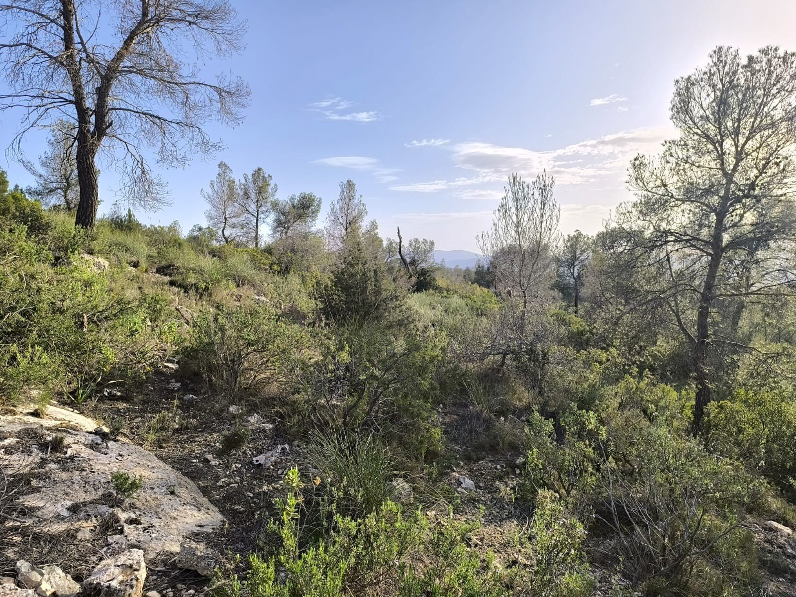Land in Yecla - Caza De Casa