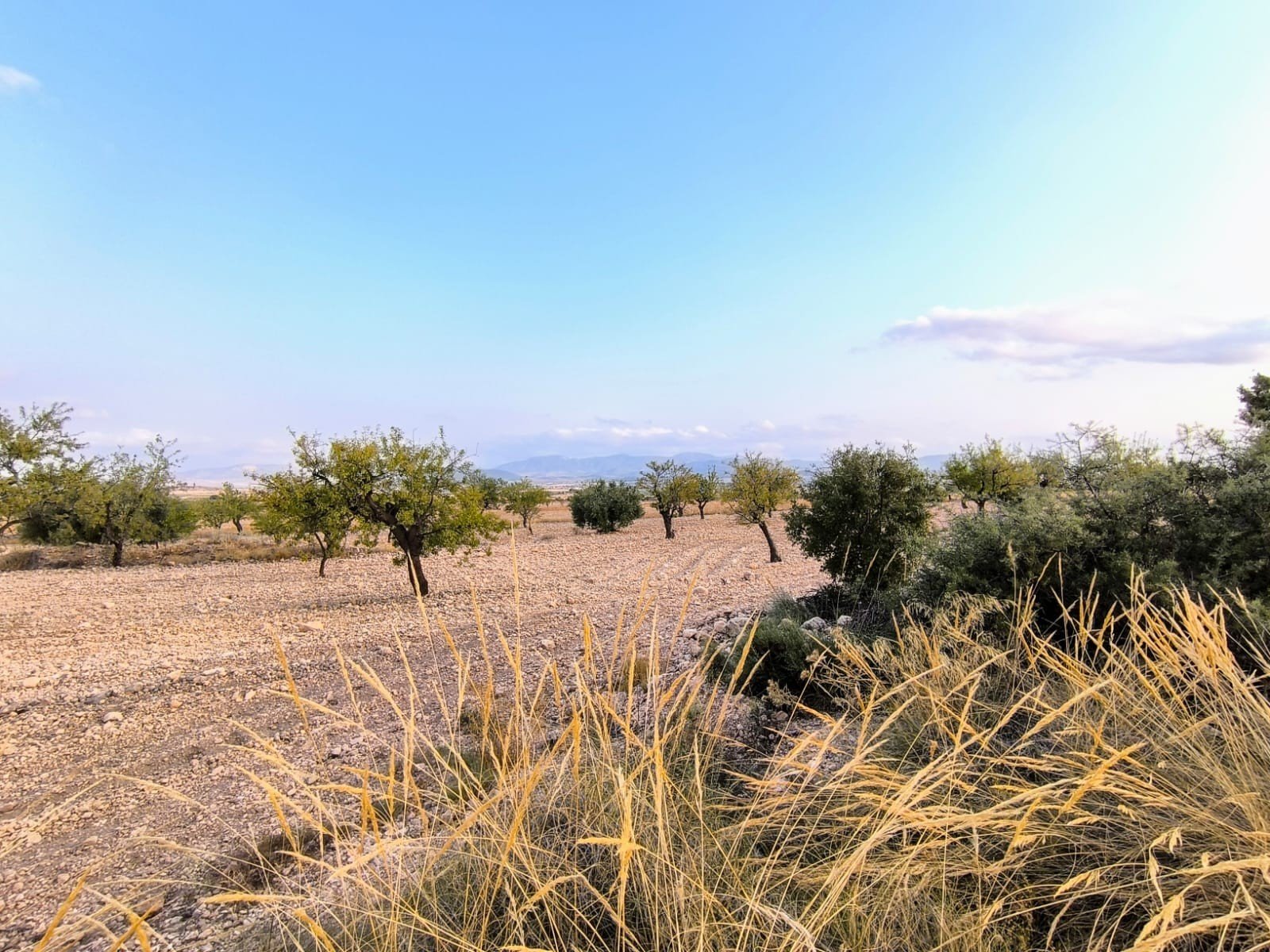 9,157 m² Land in Pinoso - Caza De Casa