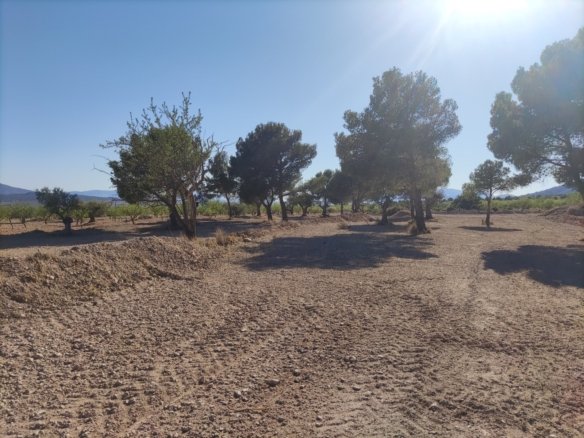 Land in Pinoso - Caza De Casa