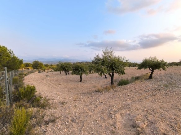 4,797 m² Land in Pinoso - Caza De Casa