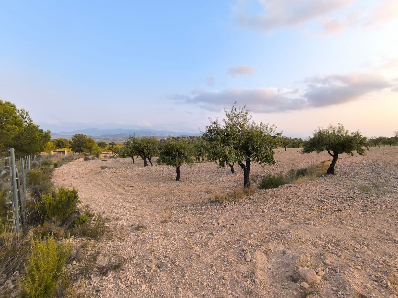 4,797 m² Land in Pinoso - Caza De Casa