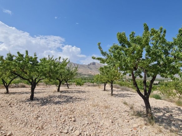 5,900 m² Land in Abanilla - Caza De Casa