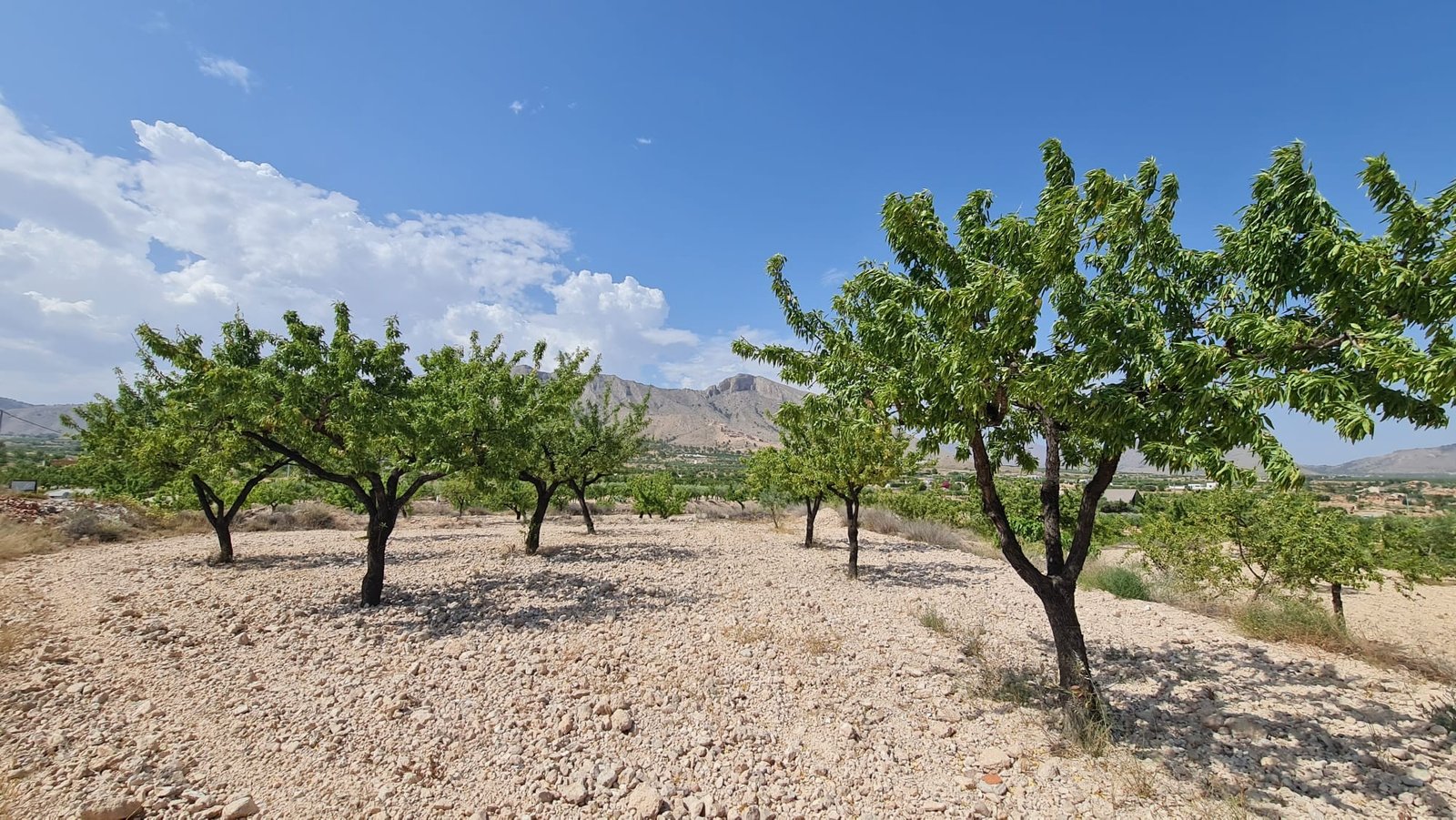 5,900 m² Land in Abanilla - Caza De Casa
