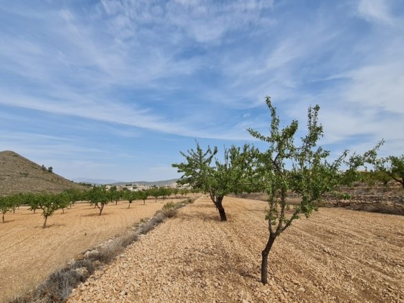 Land in Algueña - Caza De Casa