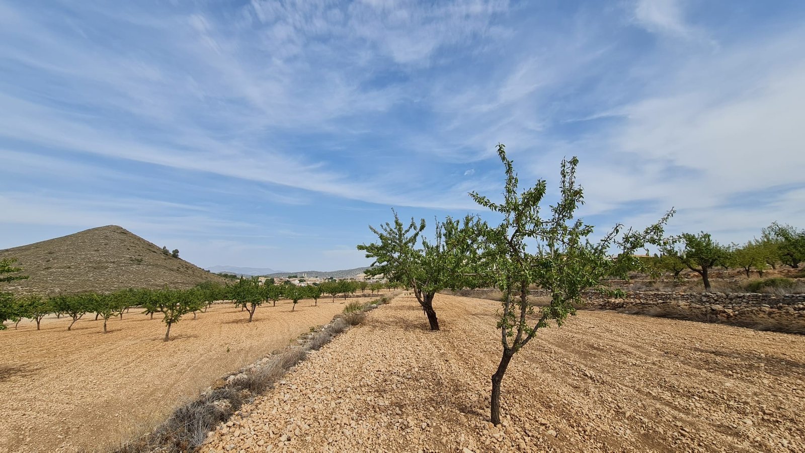 Land in Algueña - Caza De Casa