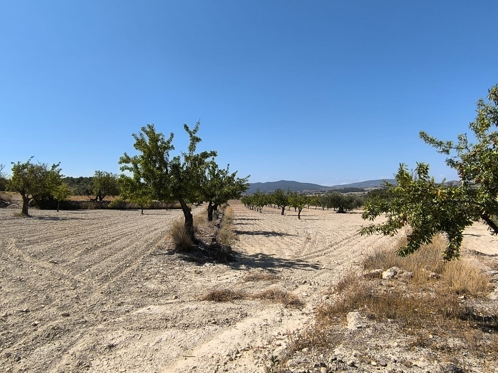 Land in Monóvar/Monóver - Caza De Casa
