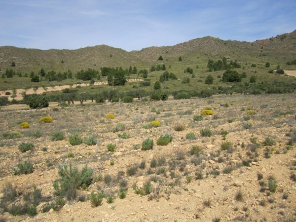8,754 m² Land in Yecla - Caza De Casa
