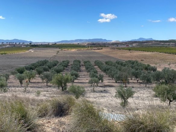 20,357 m² Land in Pinoso - Caza De Casa