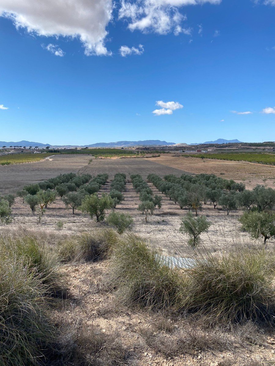 20,357 m² Land in Pinoso - Caza De Casa