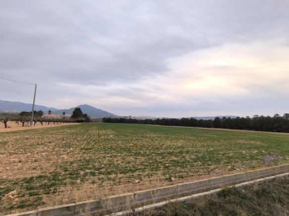 19,000 m² Land in Yecla - Caza De Casa