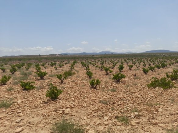 Land in Pinoso - Caza De Casa