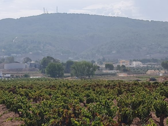 Land in Pinoso - Caza De Casa
