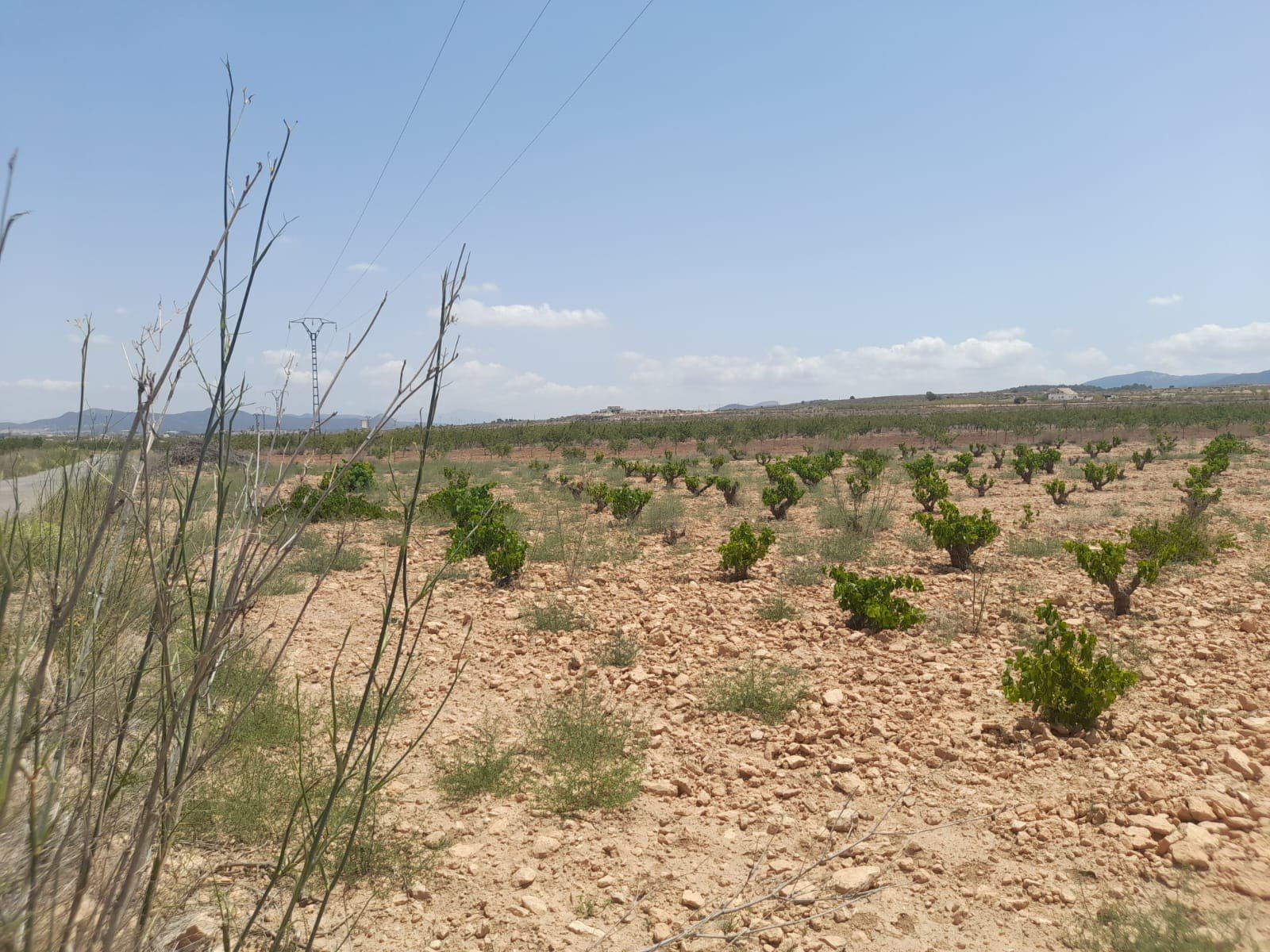 Land in Pinoso - Caza De Casa