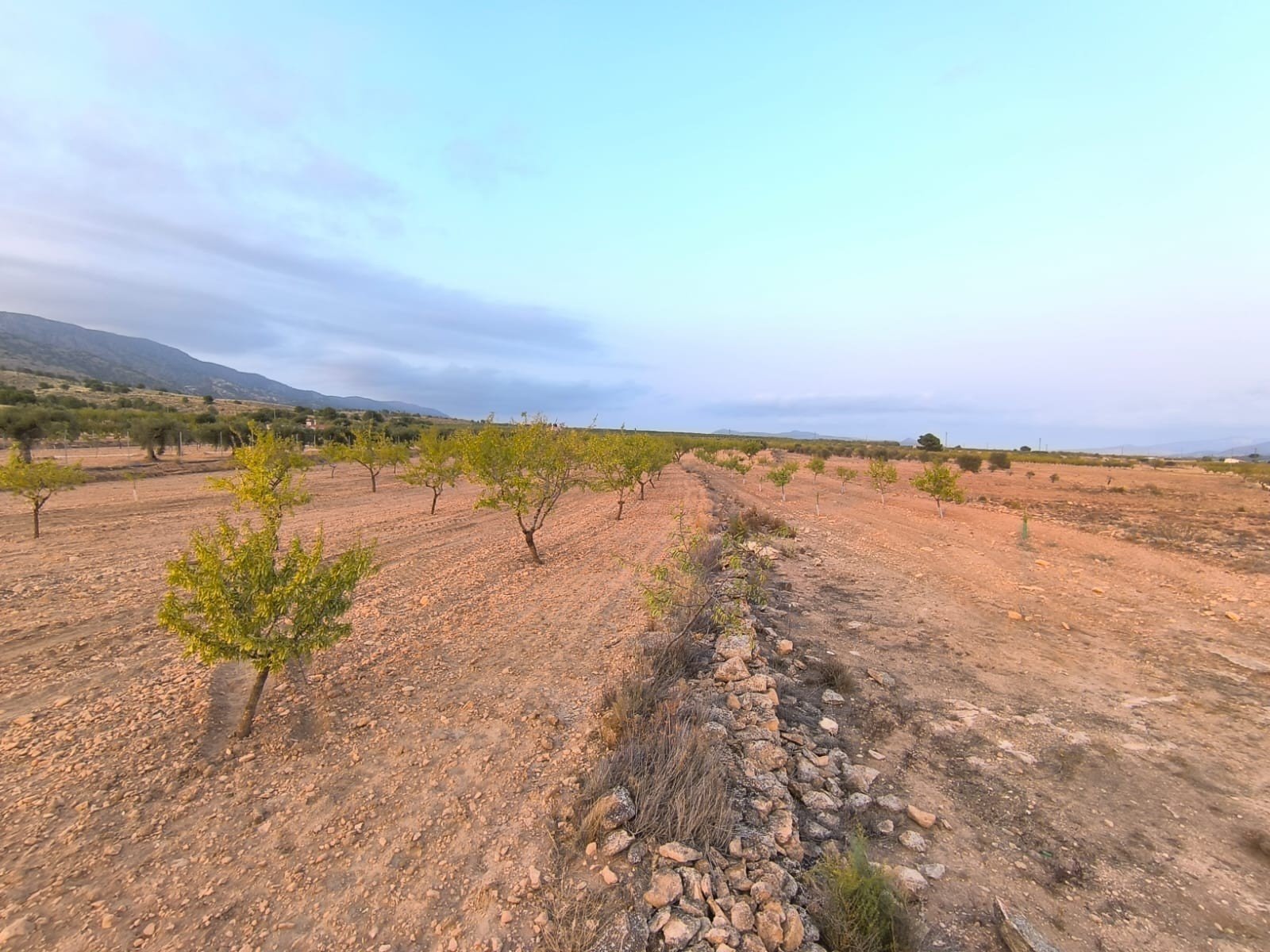 12,234 m² Land in Pinoso - Caza De Casa