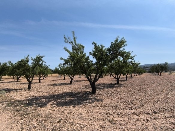Land in Monóvar/Monóver - Caza De Casa