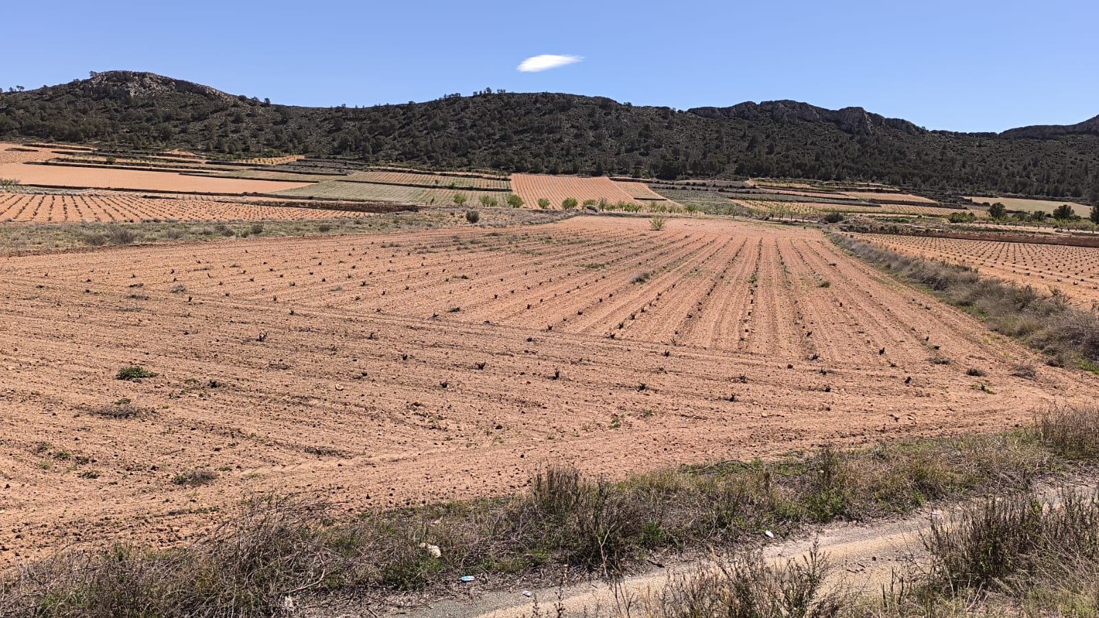 Land in Abanilla - Caza De Casa
