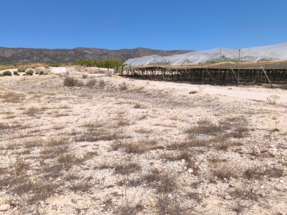 14,350 m² Land in Pinoso - Caza De Casa