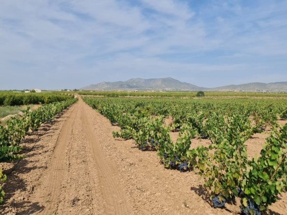 138,210 m² Land in Pinoso - Caza De Casa