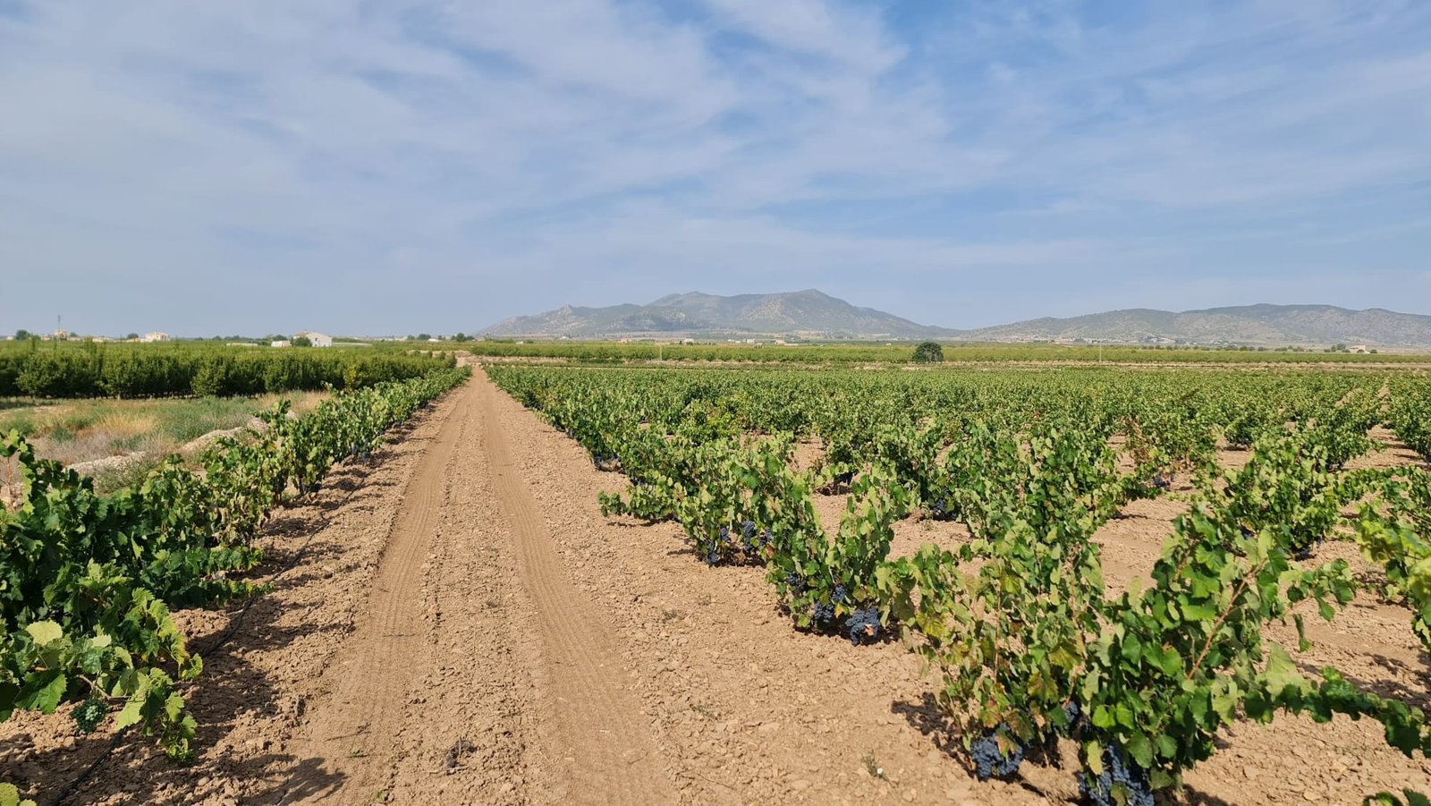 138,210 m² Land in Pinoso - Caza De Casa