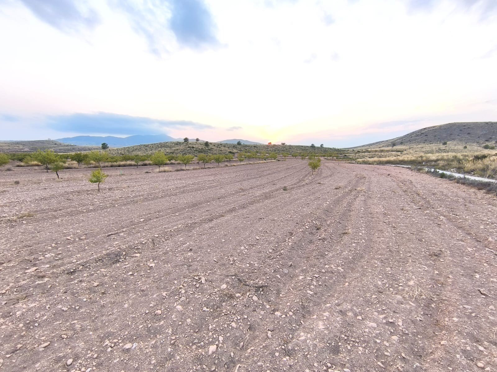 10,354 m² Land in Pinoso - Caza De Casa