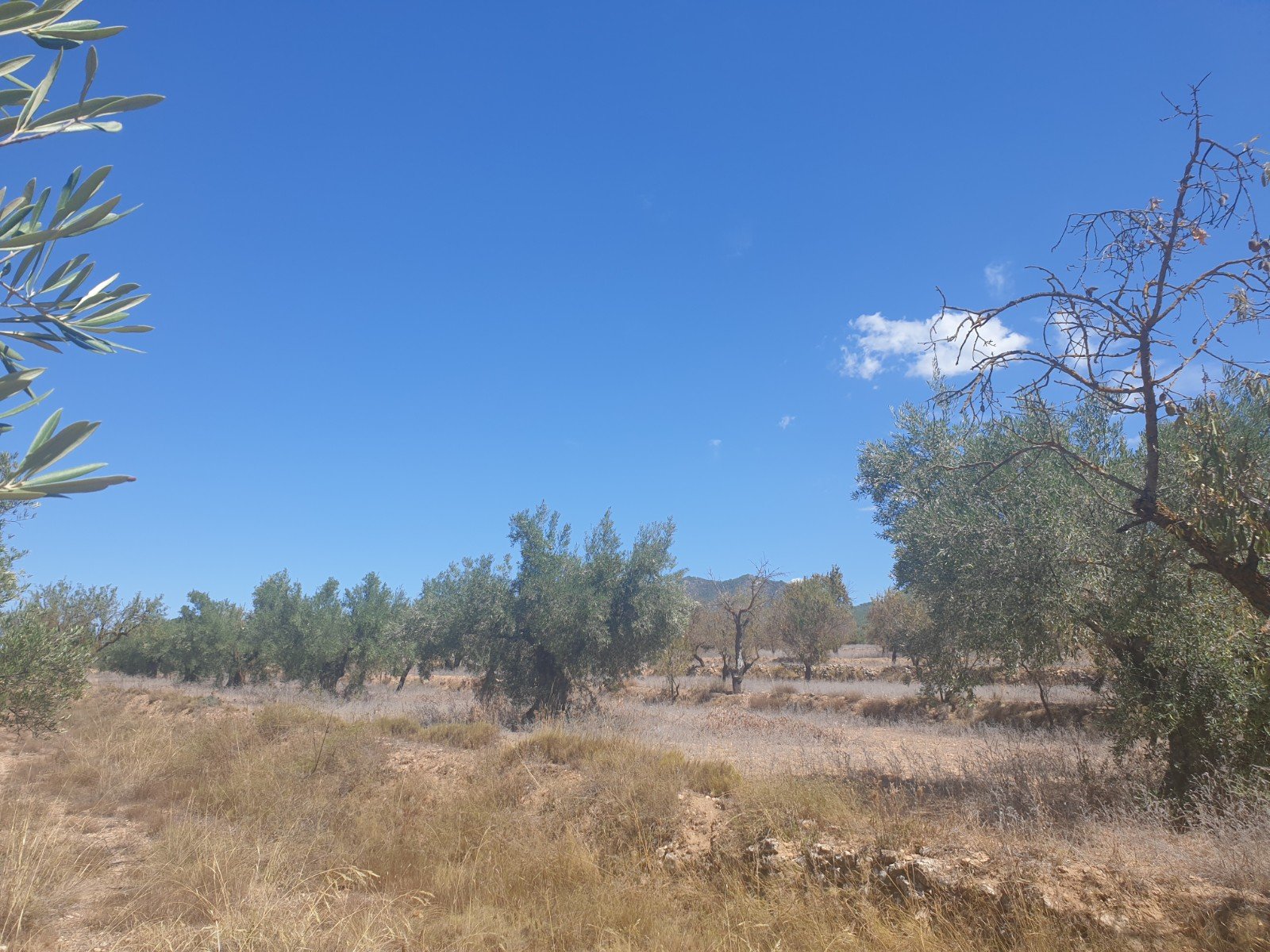 9,500 m² Land in Biar - Caza De Casa