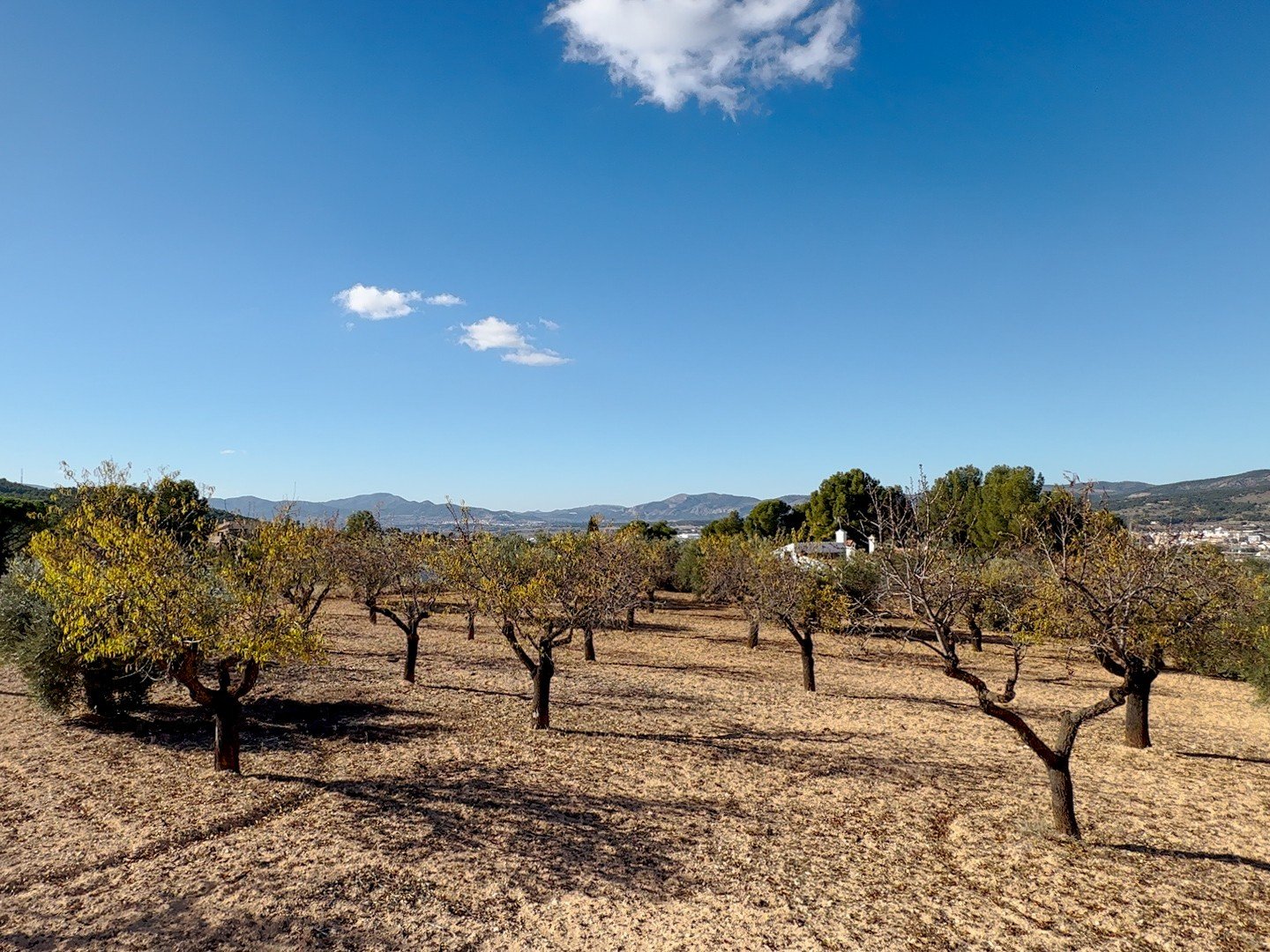 10,035 m² Land in Ibi - Caza De Casa