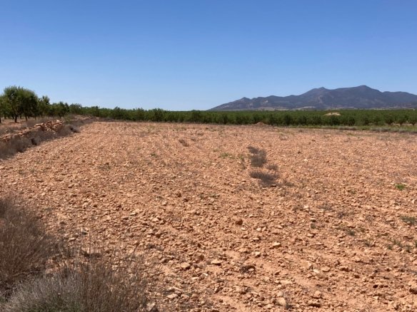 14,000 m² Land in Pinoso - Caza De Casa