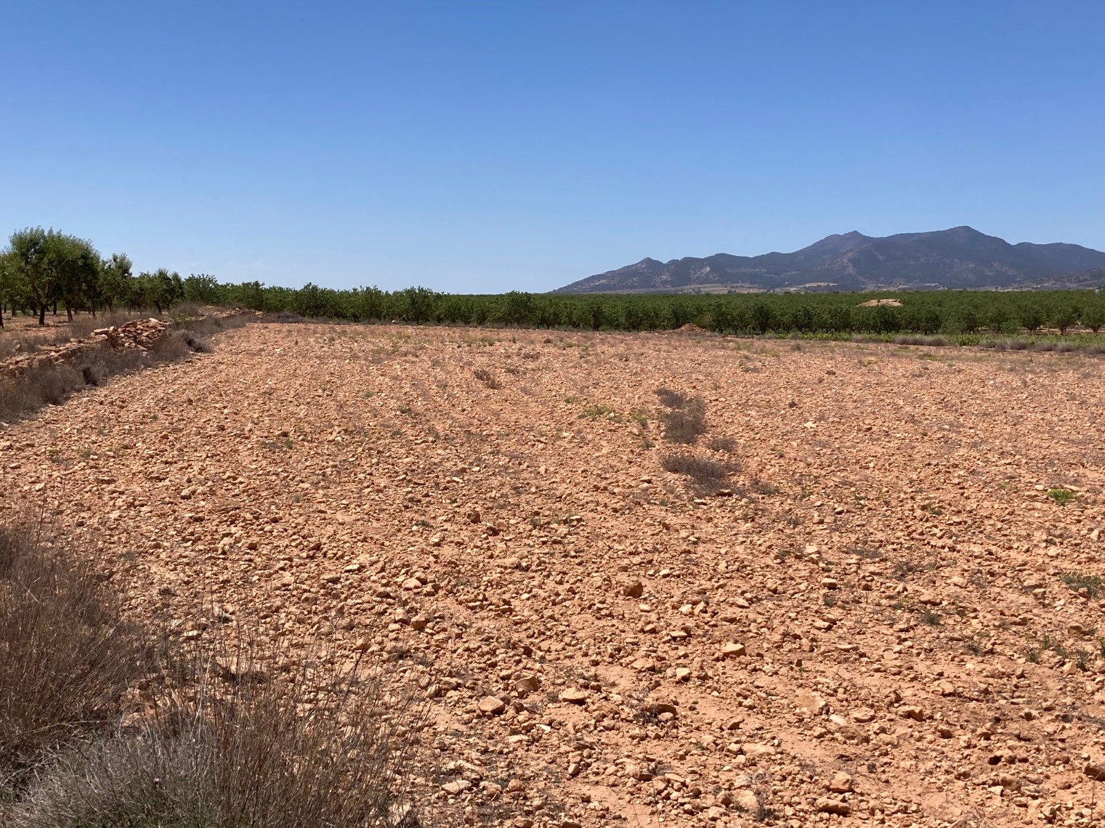 14,000 m² Land in Pinoso - Caza De Casa