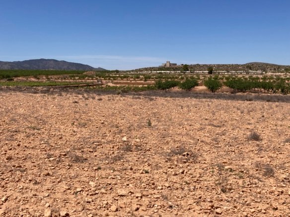14,000 m² Land in Pinoso - Caza De Casa