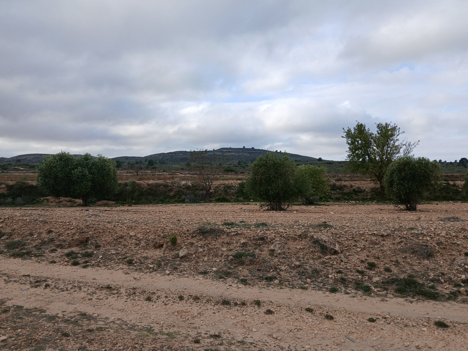 9,808 m² Land in Yecla - Caza De Casa