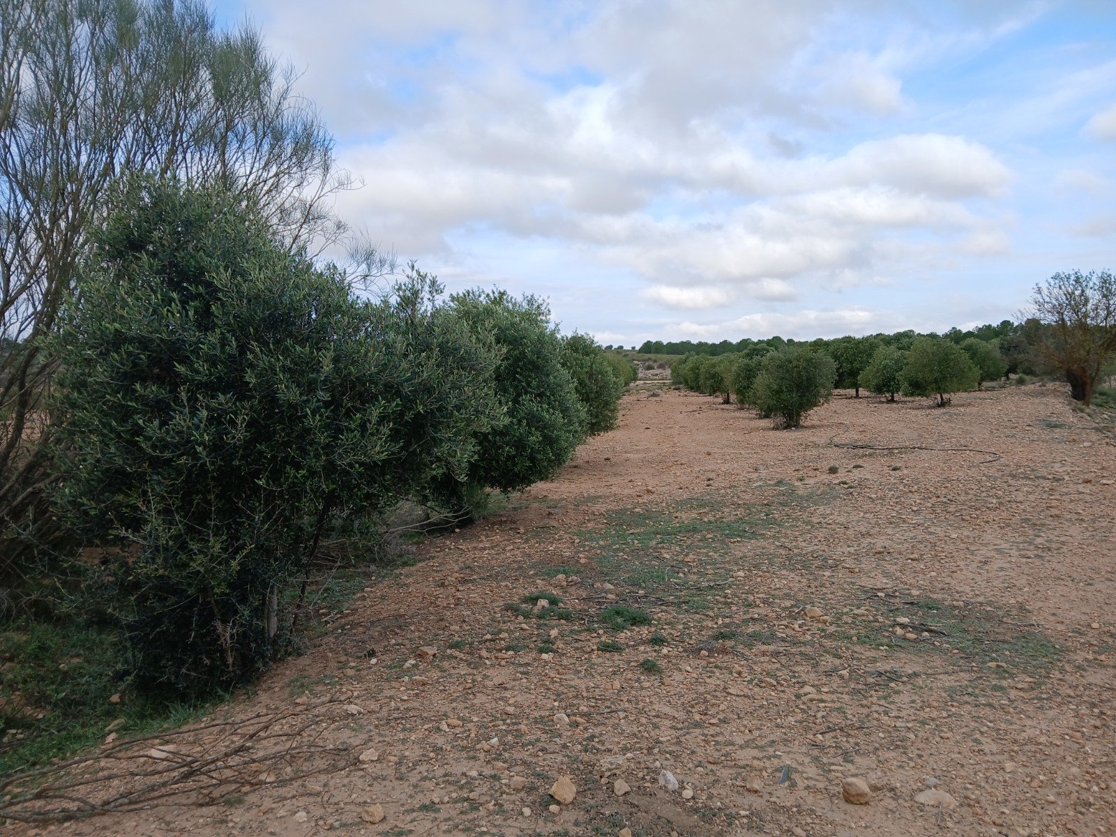 9,808 m² Land in Yecla - Caza De Casa