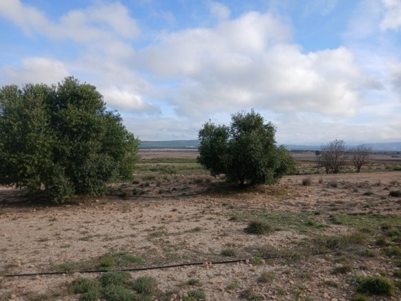 9,808 m² Land in Yecla - Caza De Casa