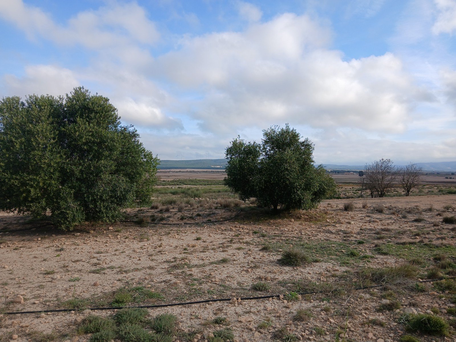 9,808 m² Land in Yecla - Caza De Casa