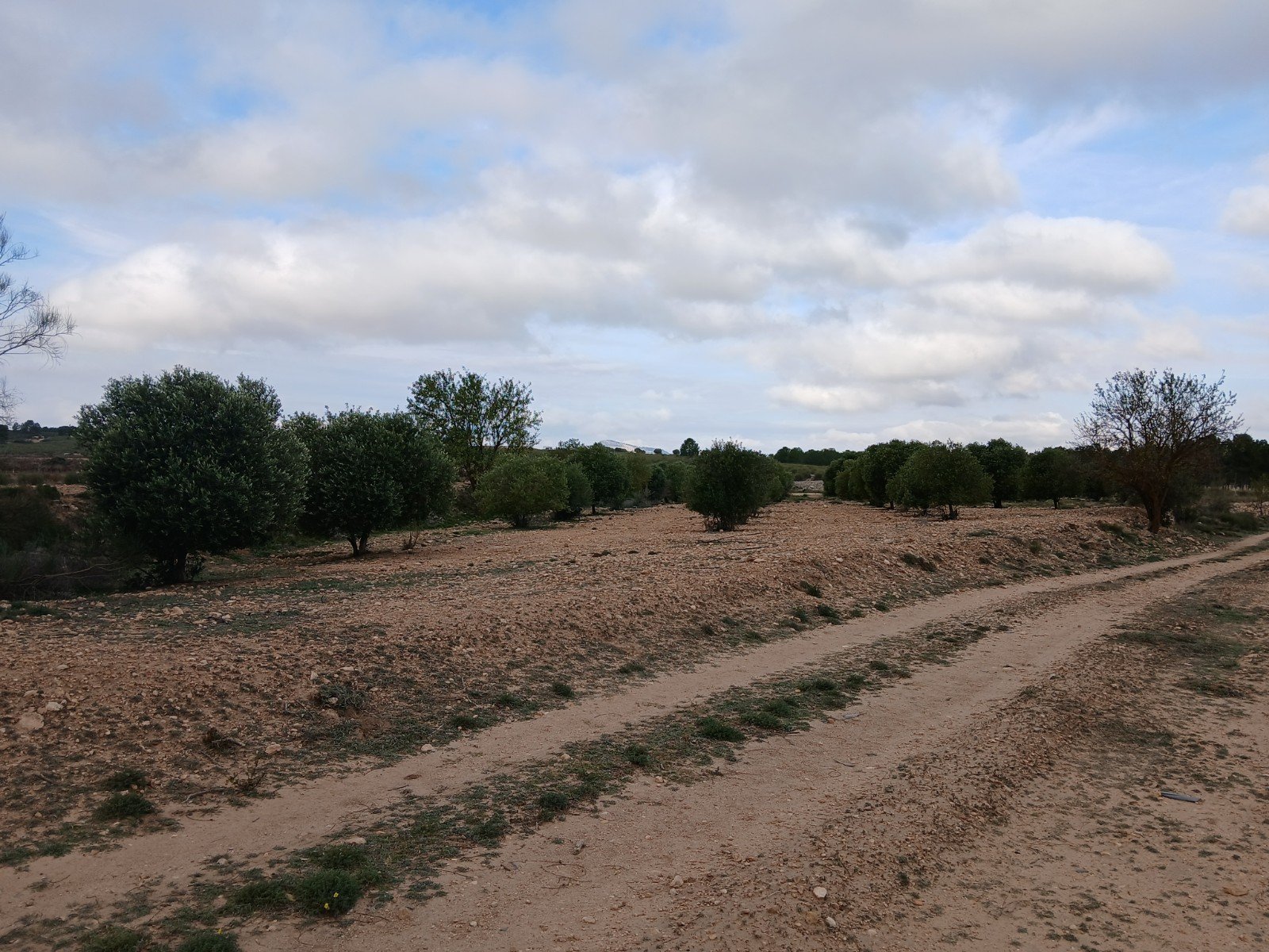 9,808 m² Land in Yecla - Caza De Casa