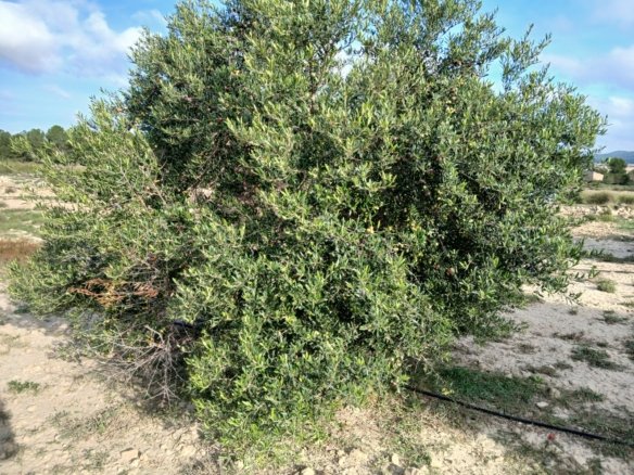 9,808 m² Land in Yecla - Caza De Casa