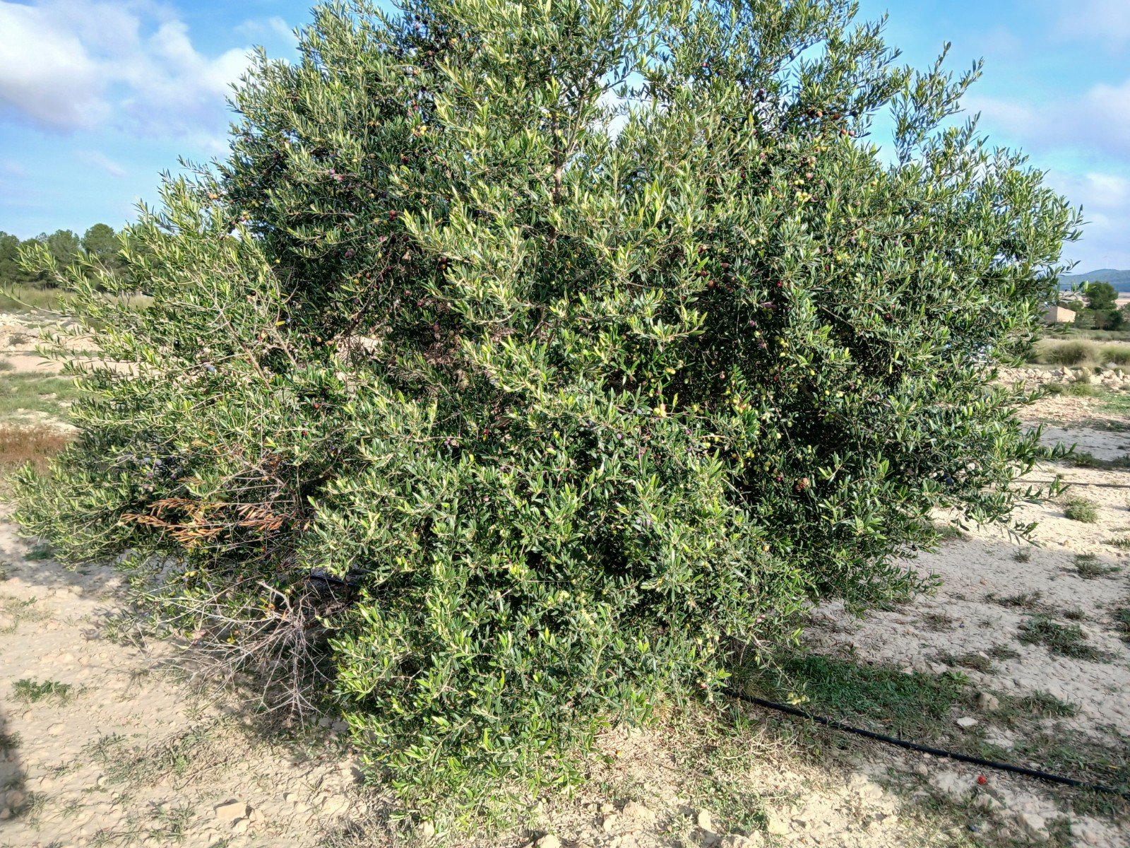 9,808 m² Land in Yecla - Caza De Casa