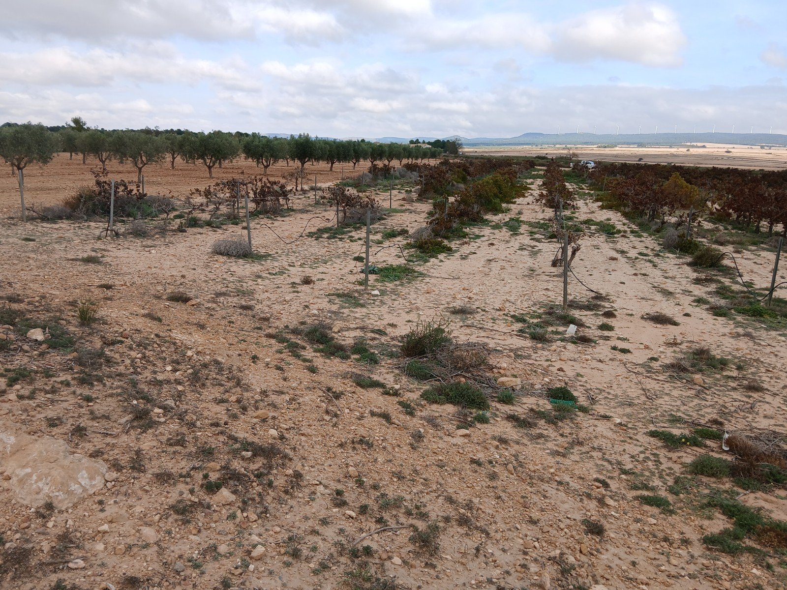 9,808 m² Land in Yecla - Caza De Casa