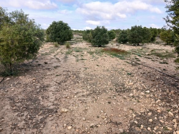 9,808 m² Land in Yecla - Caza De Casa