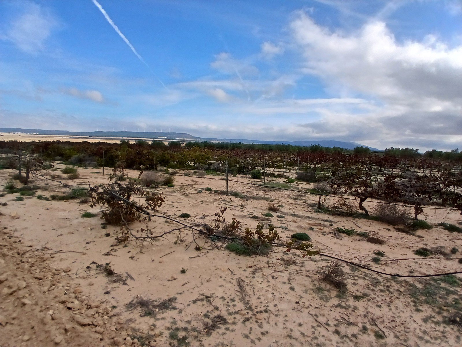 9,808 m² Land in Yecla - Caza De Casa