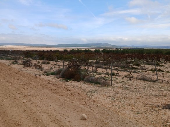 9,808 m² Land in Yecla - Caza De Casa