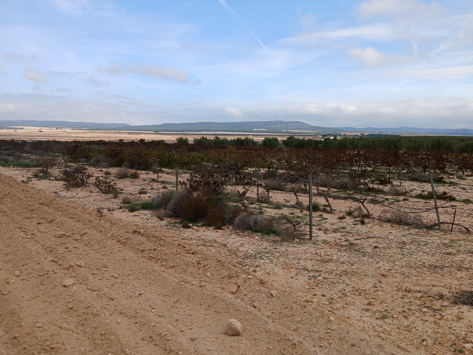 9,808 m² Land in Yecla - Caza De Casa