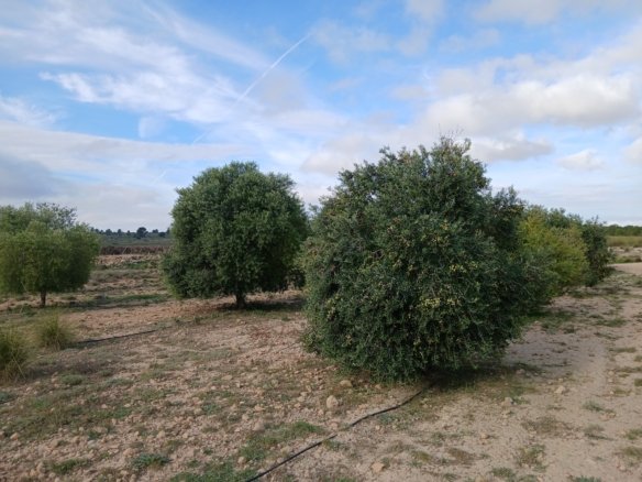 9,808 m² Land in Yecla - Caza De Casa