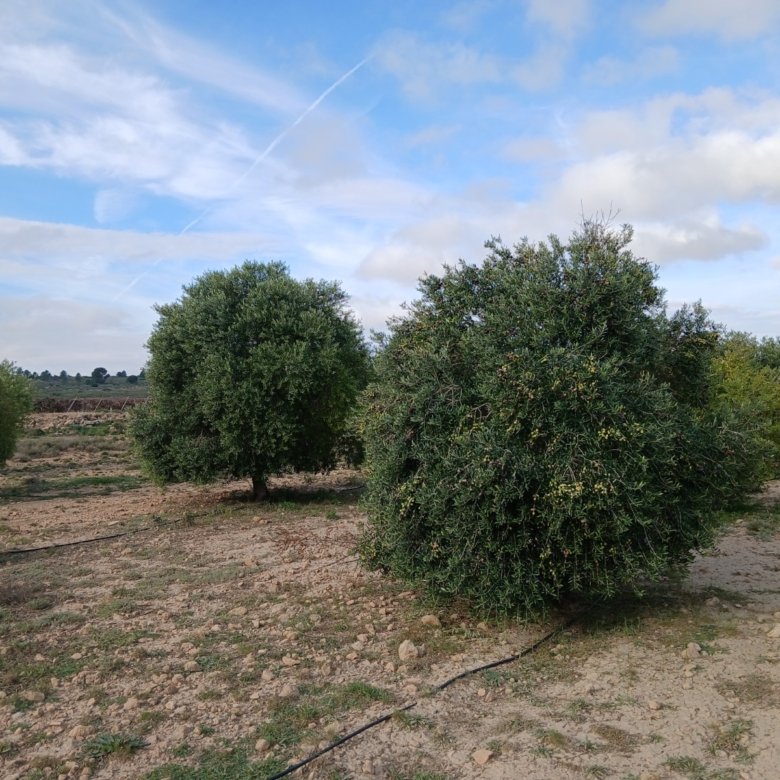 9,808 m² Land in Yecla - Caza De Casa