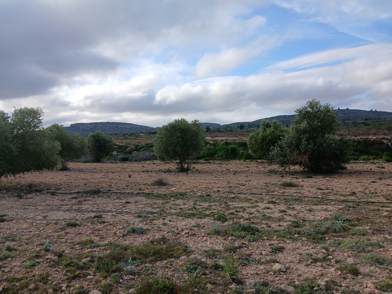 9,808 m² Land in Yecla - Caza De Casa